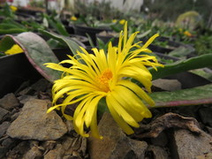 Glottiphyllum linguiforme