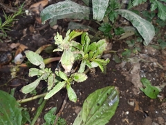 Stevia rebaudiana