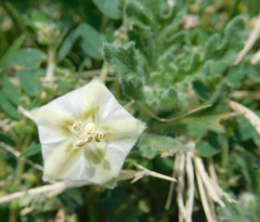 Chamaesaracha coniodes