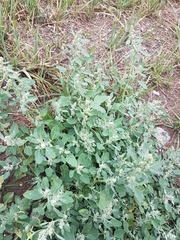 Chenopodium karoi