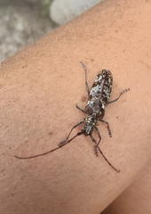 Monochamus marmorator