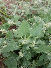 Chenopodium karoi