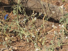 Heliotropium hirsutissimum