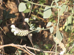 Heliotropium hirsutissimum