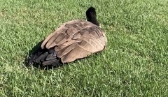 Branta canadensis