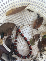 Lampropeltis gentilis