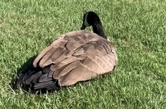 Branta canadensis