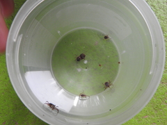 Amblyomma cajennense