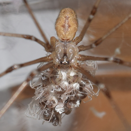 Marbled Cellar Spider, photo 8 of 9