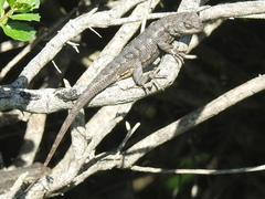 Sceloporus occidentalis