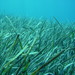Posidonia oceanica - Photo (c) alessiodl, μερικά δικαιώματα διατηρούνται (CC BY-NC-SA)