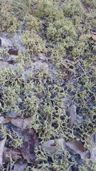 Cladonia pachycladodes