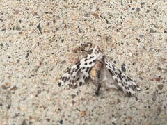 Hypercompe permaculata