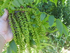 Juglans hindsii