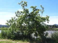 Juglans hindsii