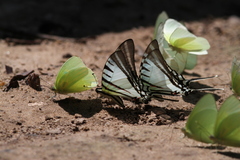 Neographium agesilaus