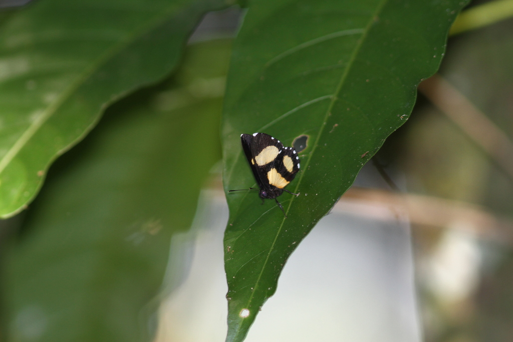 Themone poecila