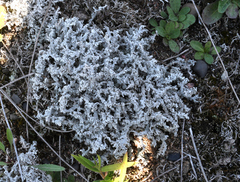 Stereocaulon paschale