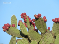 Opuntia hyptiacantha