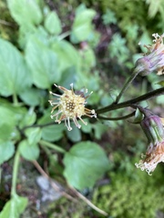Rugelia nudicaulis