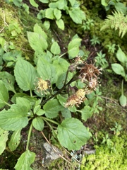Rugelia nudicaulis