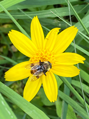Sericomyia flagrans