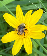 Sericomyia flagrans