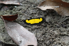 Xanthyris flaveolata