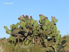 Opuntia hyptiacantha