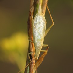 Oecanthus quadripunctatus