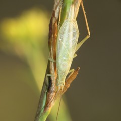 Oecanthus quadripunctatus