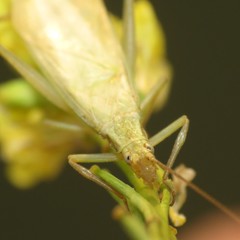 Oecanthus quadripunctatus
