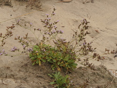 Limonium binervosum