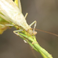 Oecanthus quadripunctatus