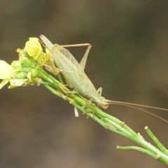 Oecanthus quadripunctatus