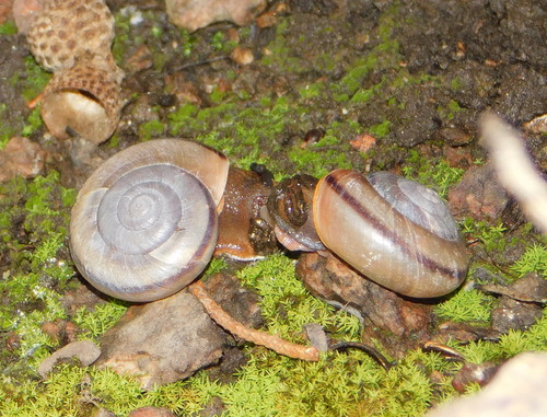 Chiricahua Talussnail
