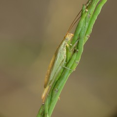 Oecanthus quadripunctatus