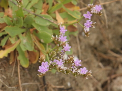 Limonium binervosum