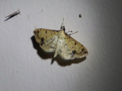 Herpetogramma cynaralis