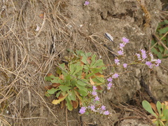 Limonium binervosum
