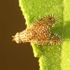 Paracantha cultaris