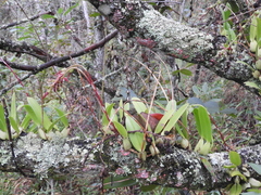 Didactyle