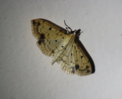 Herpetogramma cynaralis