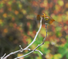 Sympetrum semicinctum