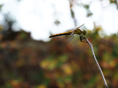 Sympetrum semicinctum