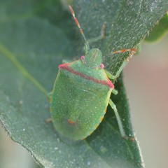 Thyanta pallidovirens
