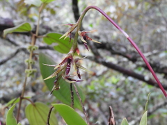 Didactyle