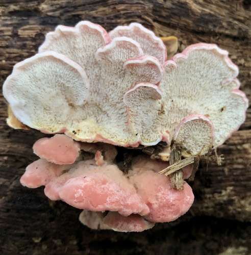 Coral-pink Merulius