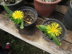 Glottiphyllum linguiforme