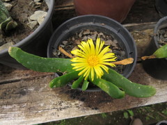 Glottiphyllum linguiforme